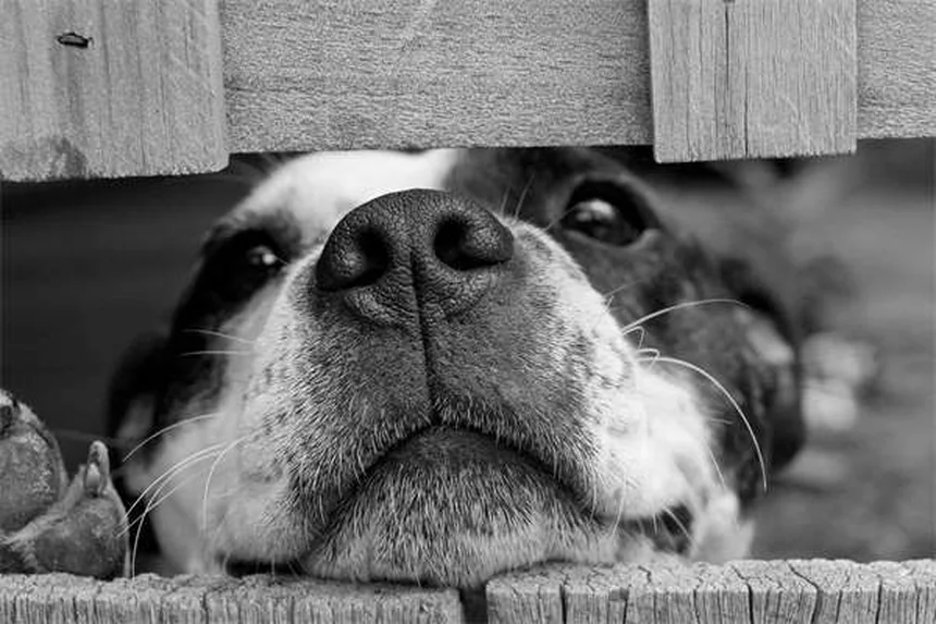 How to Spot and Treat Fleas on Dogs: 5 Signs Your Pup Has Fleas