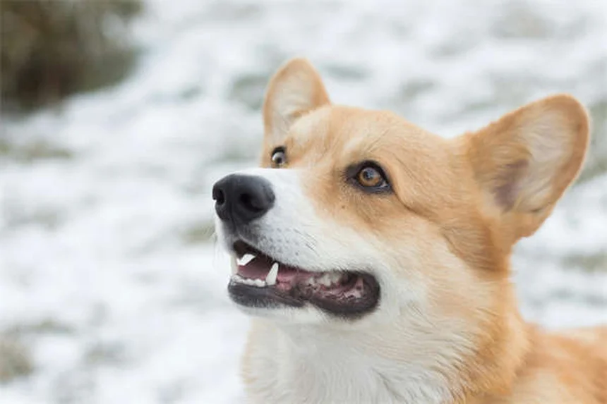 How to Spot and Treat Fleas on Dogs: 5 Signs Your Pup Has Fleas