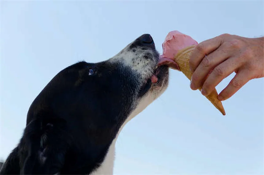 Why Isn't My Puppy Gaining Weight? 5 Common Causes & Solutions