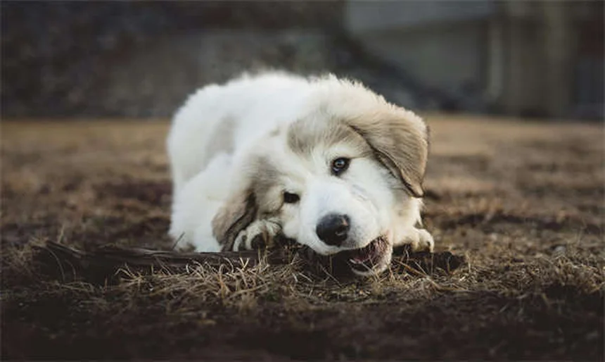 Why Isn't My Puppy Gaining Weight? 5 Common Causes & Solutions