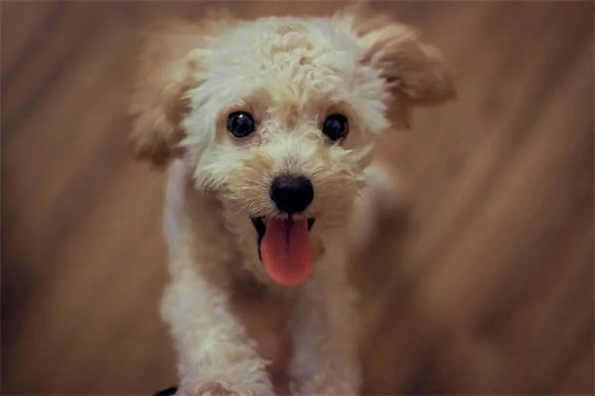 Top 10 Most Popular Dog Breeds in America (2025 AKC Rankings)