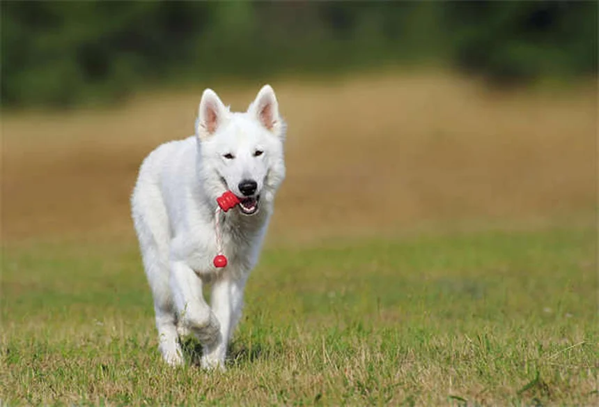 Top 10 Most Popular Dog Breeds in America (2025 AKC Rankings)
