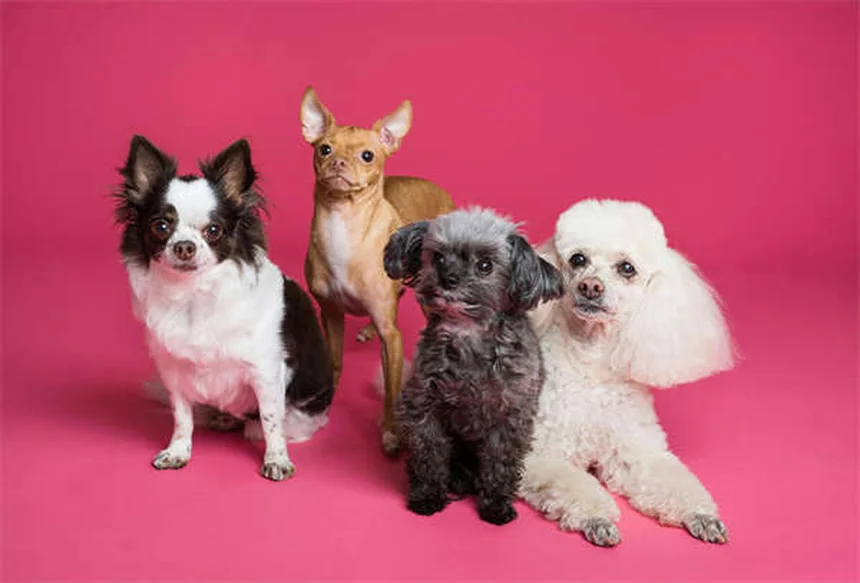 5 Early Signs of Kidney Disease in Dogs Every Pet Owner Should Know