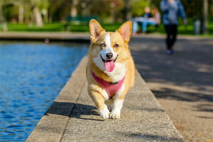 5 Early Signs of Kidney Disease in Dogs Every Pet Owner Should Know