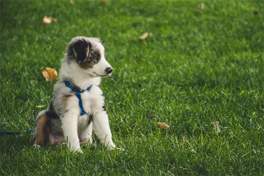 5 Science-Backed Ways Pets Boost Your Mental Health