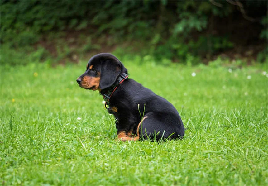 5 Science-Backed Ways Pets Boost Your Mental Health