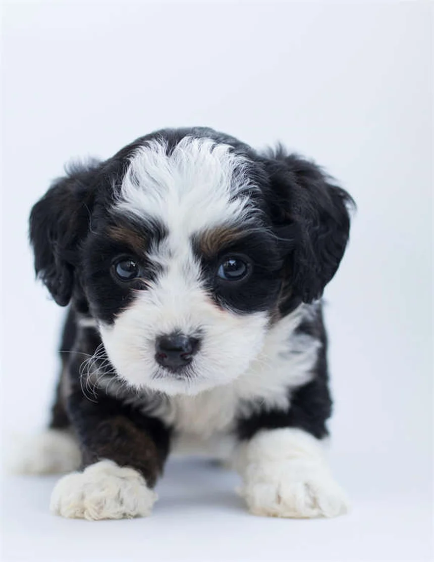 5 Science-Backed Ways Pets Boost Your Mental Health
