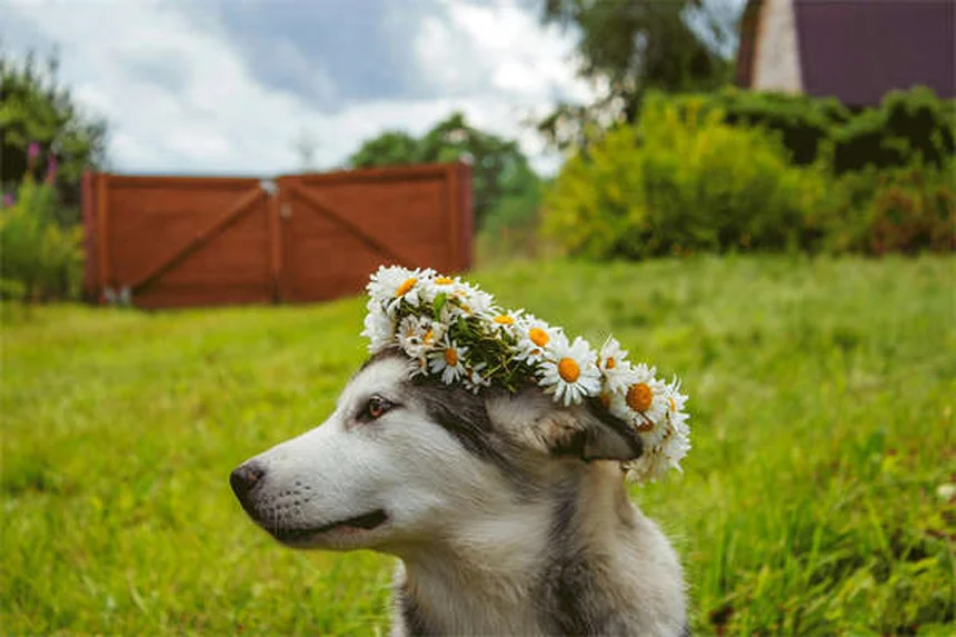 How to Teach Your Dog to Come When Called: 5 Easy Steps