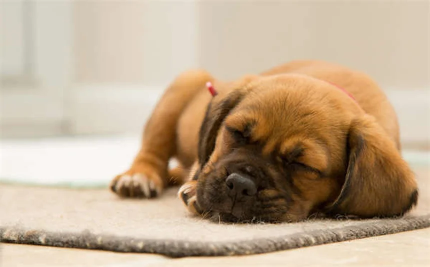How to Teach Your Dog to Come When Called: 5 Easy Steps
