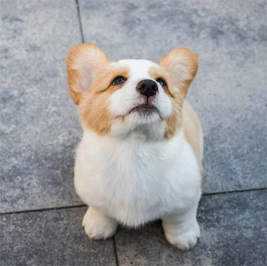 How to Teach Your Dog to Come When Called: 5 Easy Steps