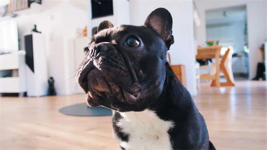 Dog Body Language: 5 Signs You're Misreading Your Pup
