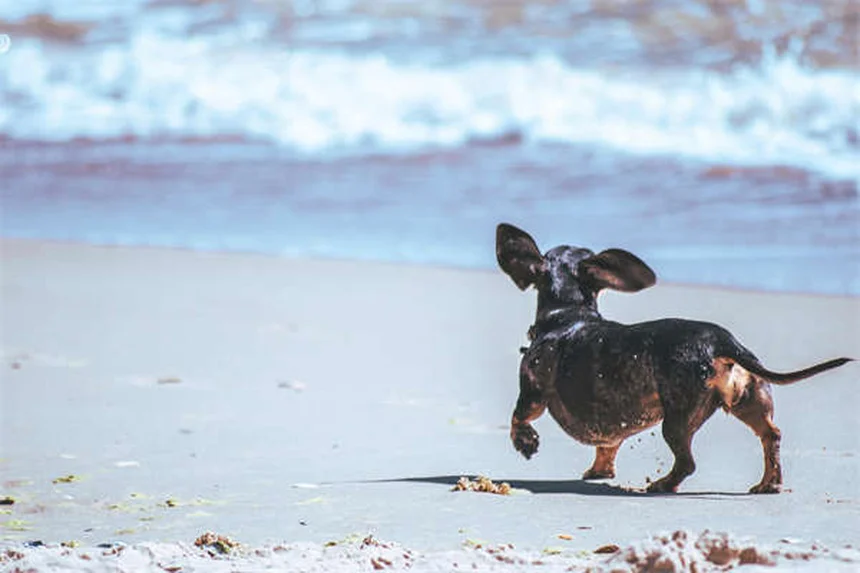 How to Tell If Your Dog Is in Pain: 7 Warning Signs Every Pet Owner Should Know