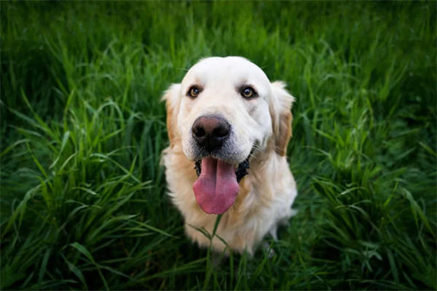 How to Tell If Your Dog Is in Pain: 7 Warning Signs Every Pet Owner Should Know