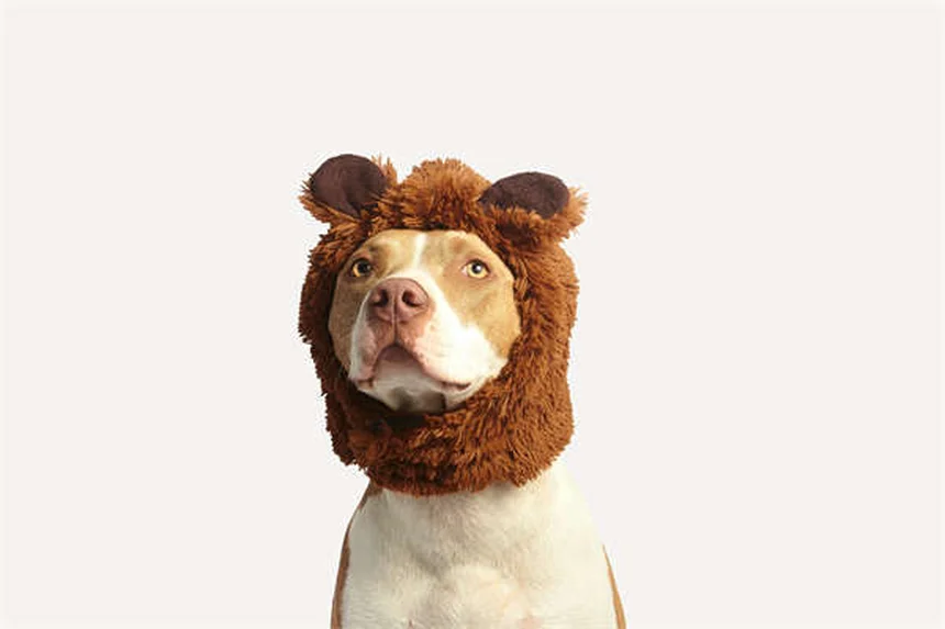 Seresto® Flea & Tick Collar: 8-Month Protection for Dogs & Cats