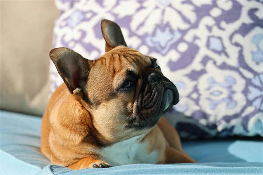 Why Is My Dog's Stomach Gurgling? 5 Common Causes & When to Worry