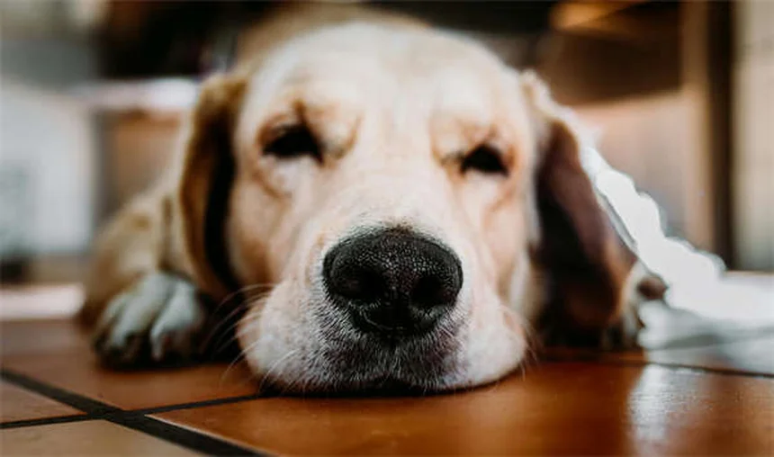 Why Is My Dog's Stomach Gurgling? 5 Common Causes & When to Worry