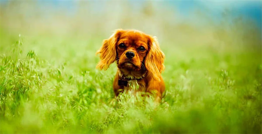 How to Remove a Tick from Your Dog Safely in 5 Easy Steps
