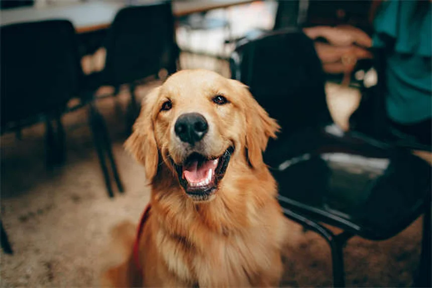 How to Remove a Tick from Your Dog Safely in 5 Easy Steps
