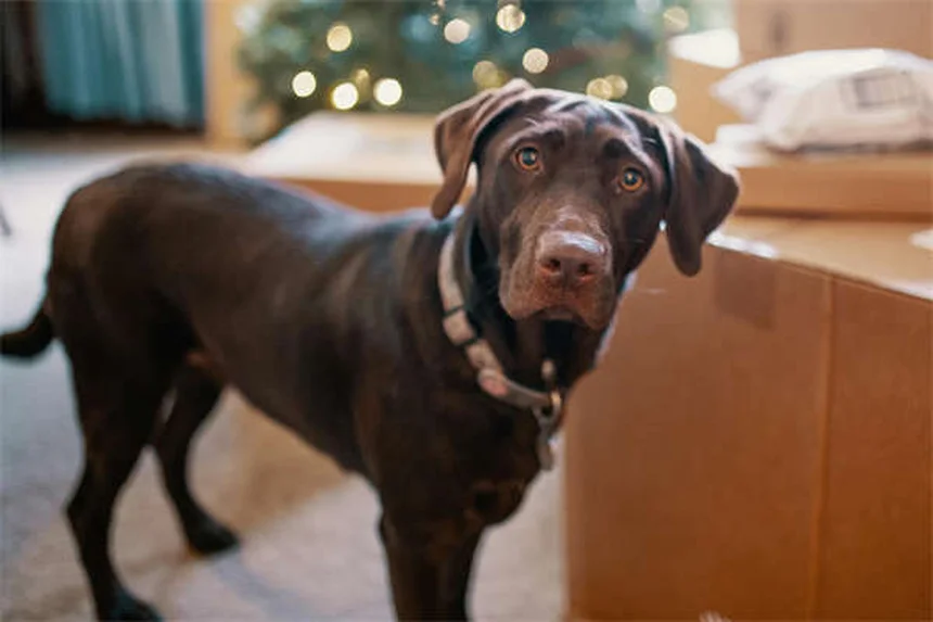 How to Remove a Tick from Your Dog Safely in 5 Easy Steps