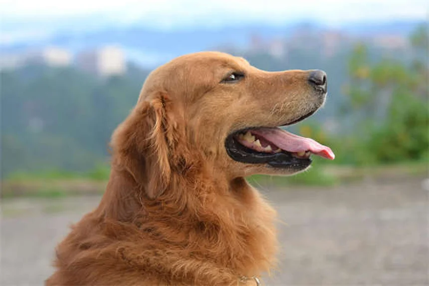 How to Brush Your Puppy's Teeth: 5 Simple Steps for Healthy Dog Dental Care