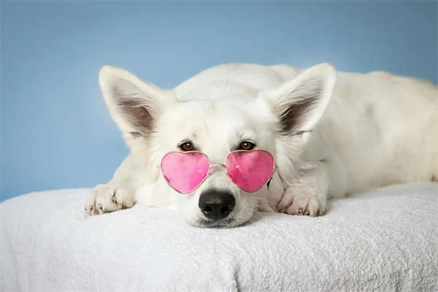 How to Brush Your Puppy's Teeth: 5 Simple Steps for Healthy Dog Dental Care