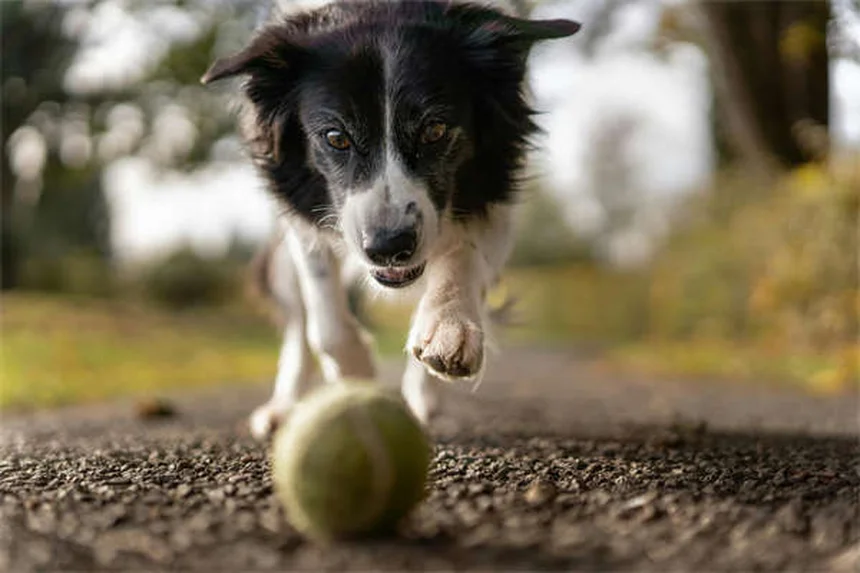 5 Must-Know Flea & Tick Prevention Tips to Protect Your Pet Year-Round