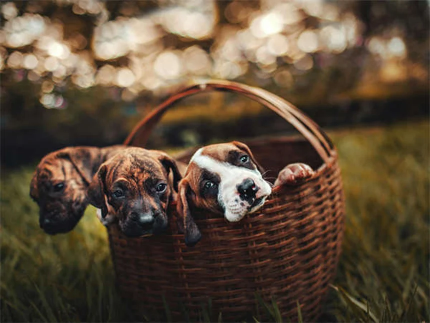6 Clear Signs Your Dog Trusts You (And How to Build More Trust)
