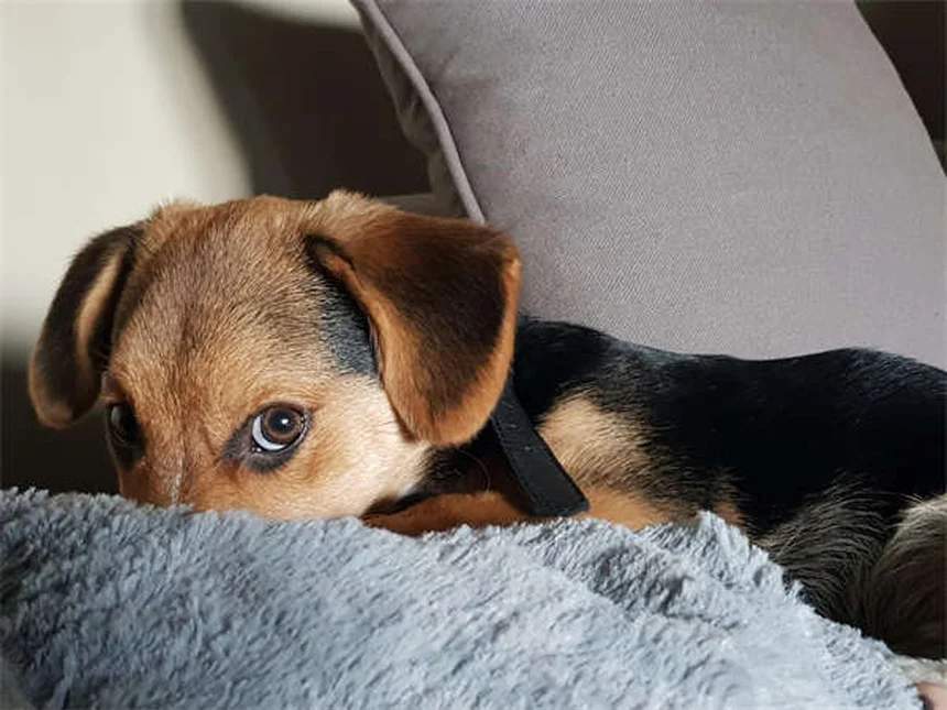 6 Clear Signs Your Dog Trusts You (And How to Build More Trust)