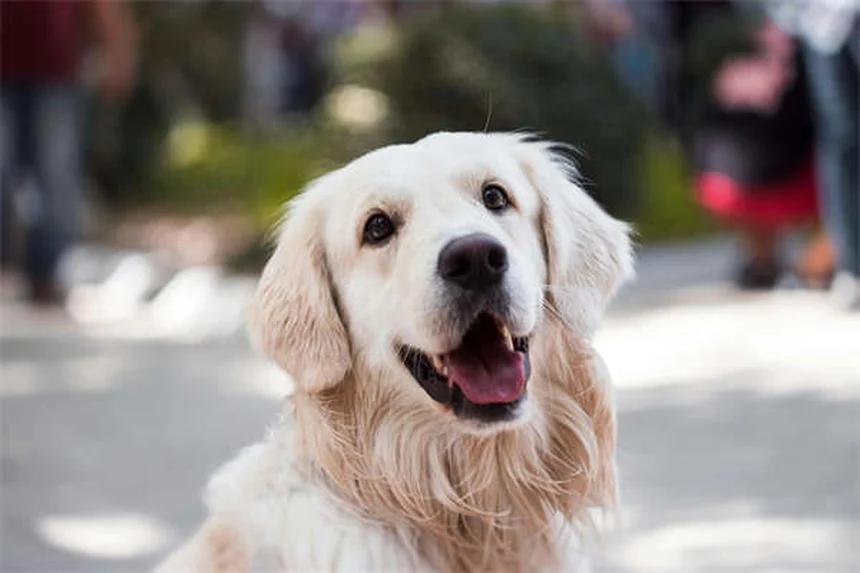 5 Pet Anesthesia Risks: What Every Owner Must Know