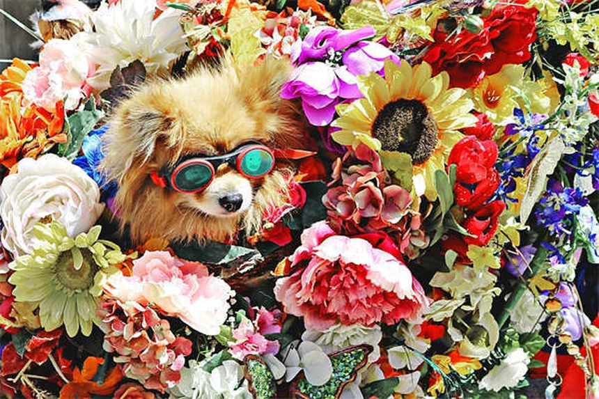 Heartworm Treatment for Dogs: A Complete Guide to Saving Your Pup