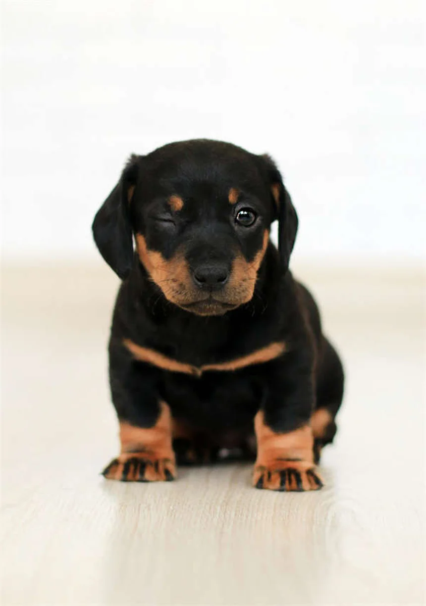 Heartworm Treatment for Dogs: A Complete Guide to Saving Your Pup