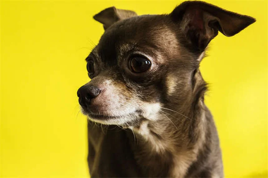 Dog Cataracts: Signs, Treatment & Prevention (Vet-Approved Guide)