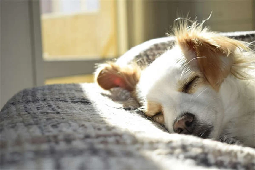 Dog BBQ Safety: 5 Must-Know Tips to Protect Your Pup This Summer