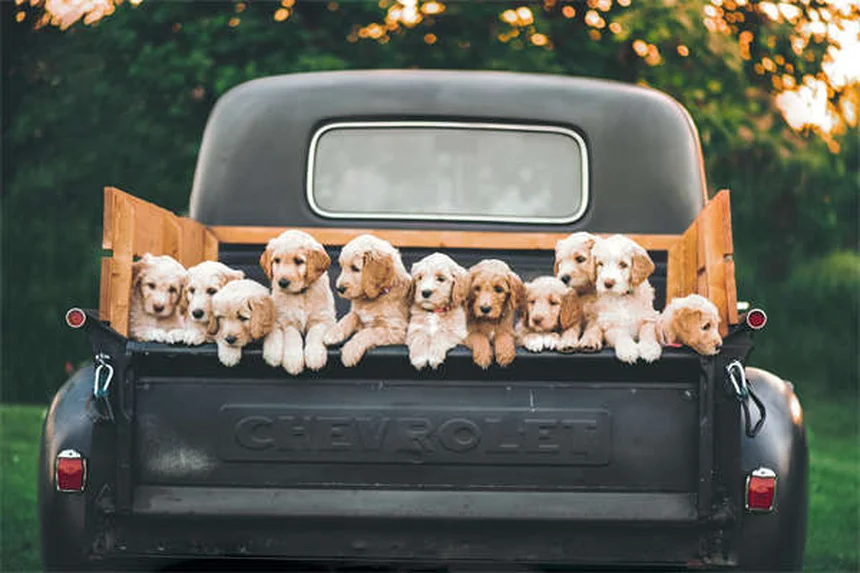 Dog BBQ Safety: 5 Must-Know Tips to Protect Your Pup This Summer