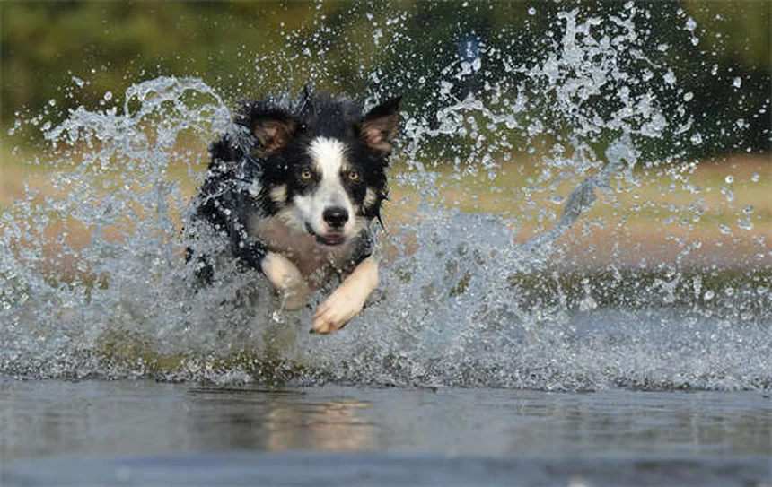 20 Spring Pet Dangers: Keep Your Dog or Cat Safe This Season