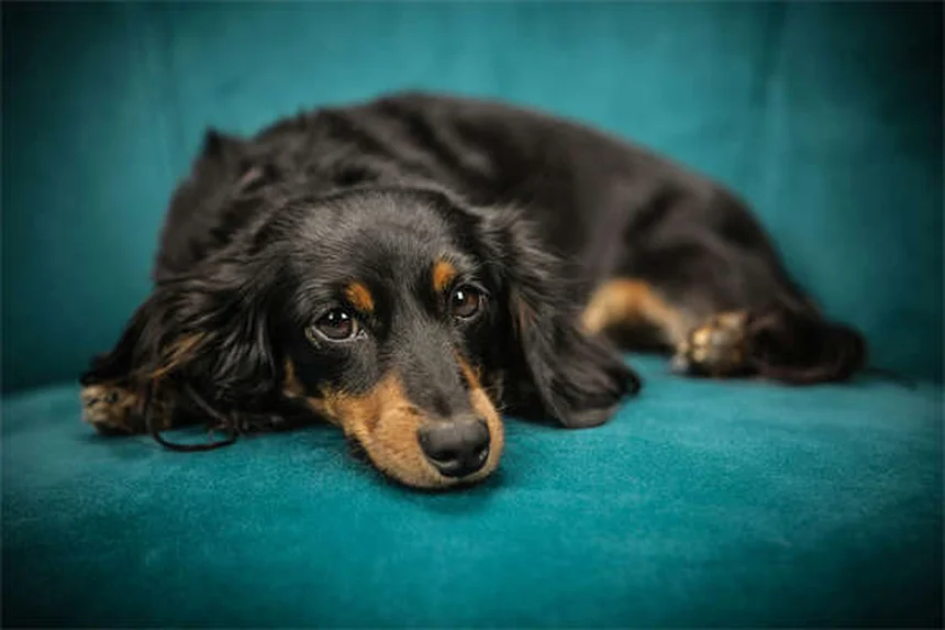 20 Spring Pet Dangers: Keep Your Dog or Cat Safe This Season