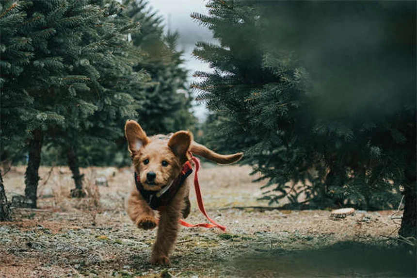 Vetmedin for Dogs: What Every Pet Owner Needs to Know