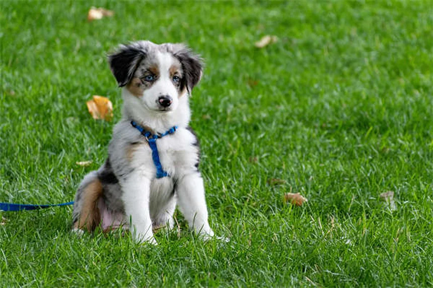 Dog Obesity: 7 Warning Signs Your Pup is Overweight