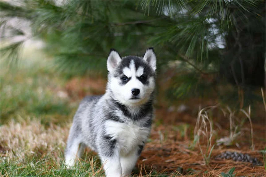 How to Stop Your Puppy Crying in Crate: 7 Proven Solutions