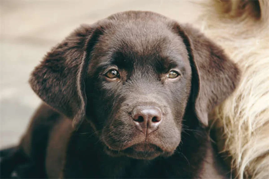 How to Stop Your Puppy Crying in Crate: 7 Proven Solutions