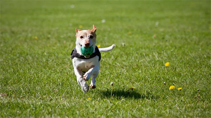 Blood in Dog Urine: 5 Urgent Signs You Should Never Ignore