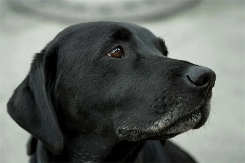 Blood in Dog Urine: 5 Urgent Signs You Should Never Ignore