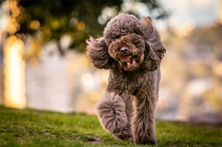 How to Safely Make Your Dog Throw Up: Vet-Approved Guide