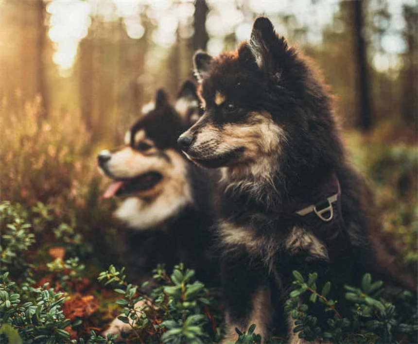 5 Essential Tick Prevention Tips Every Dog Owner Must Know