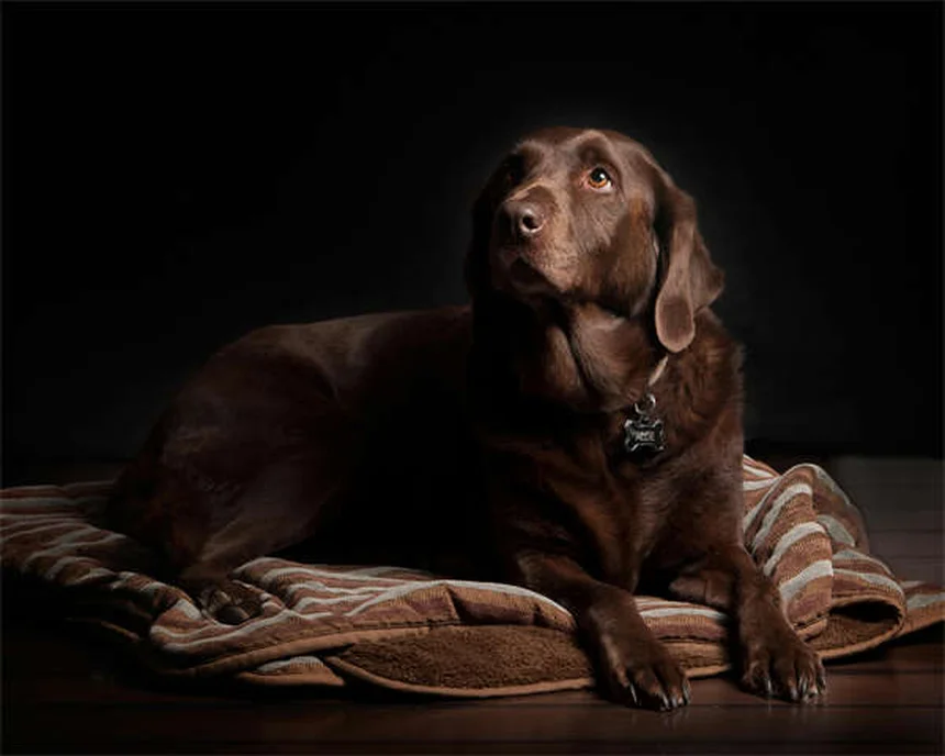 Dog Anal Gland Problems: Signs, Treatment & Prevention Tips