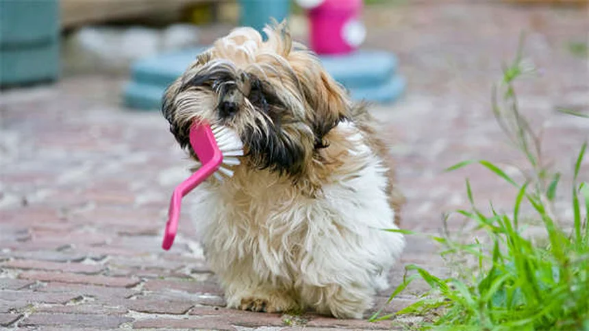 Dog Anal Gland Problems: Signs, Treatment & Prevention Tips