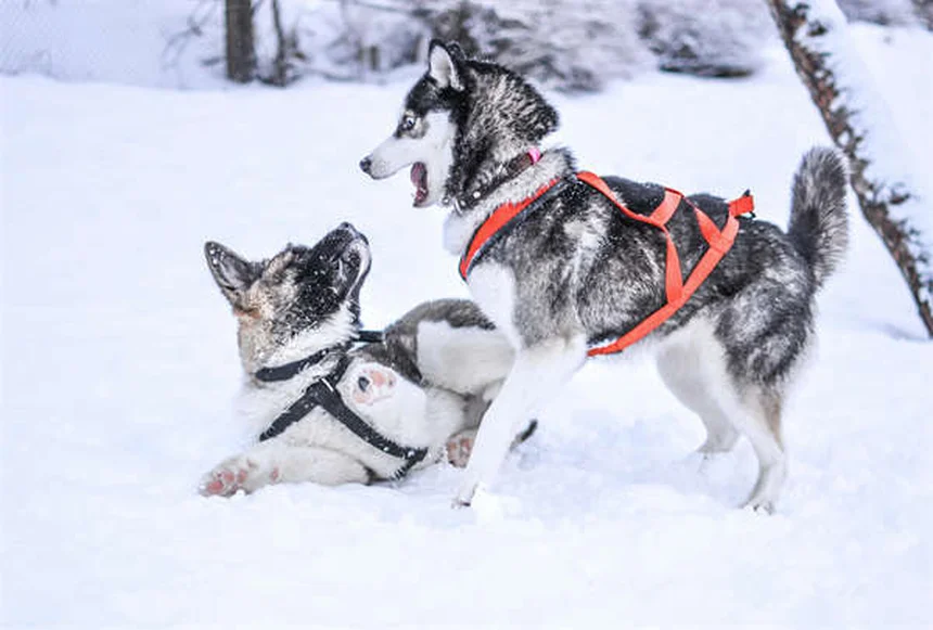 Senior Dog Care: 5 Essential Tips from a Veterinarian