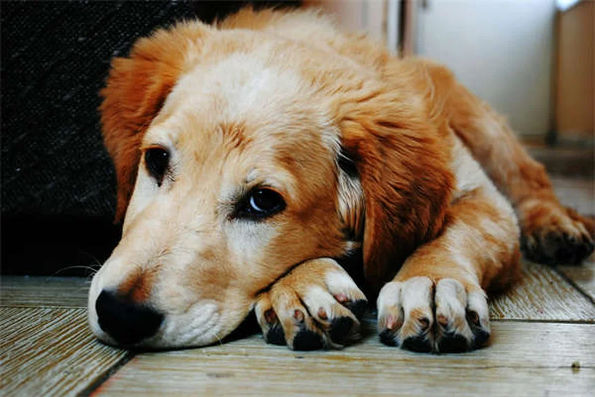 Why Do Dogs Sigh? 5 Surprising Reasons Behind That Dramatic Exhale