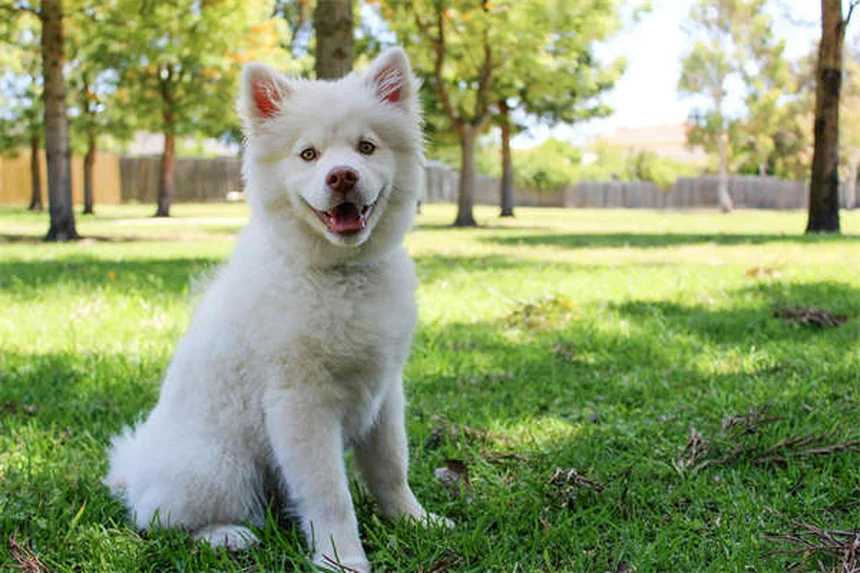 Why Do Dogs Sigh? 5 Surprising Reasons Behind That Dramatic Exhale