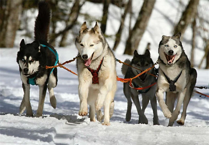 7 Proven Ways to Calm Your Dog During Fireworks (That Actually Work)